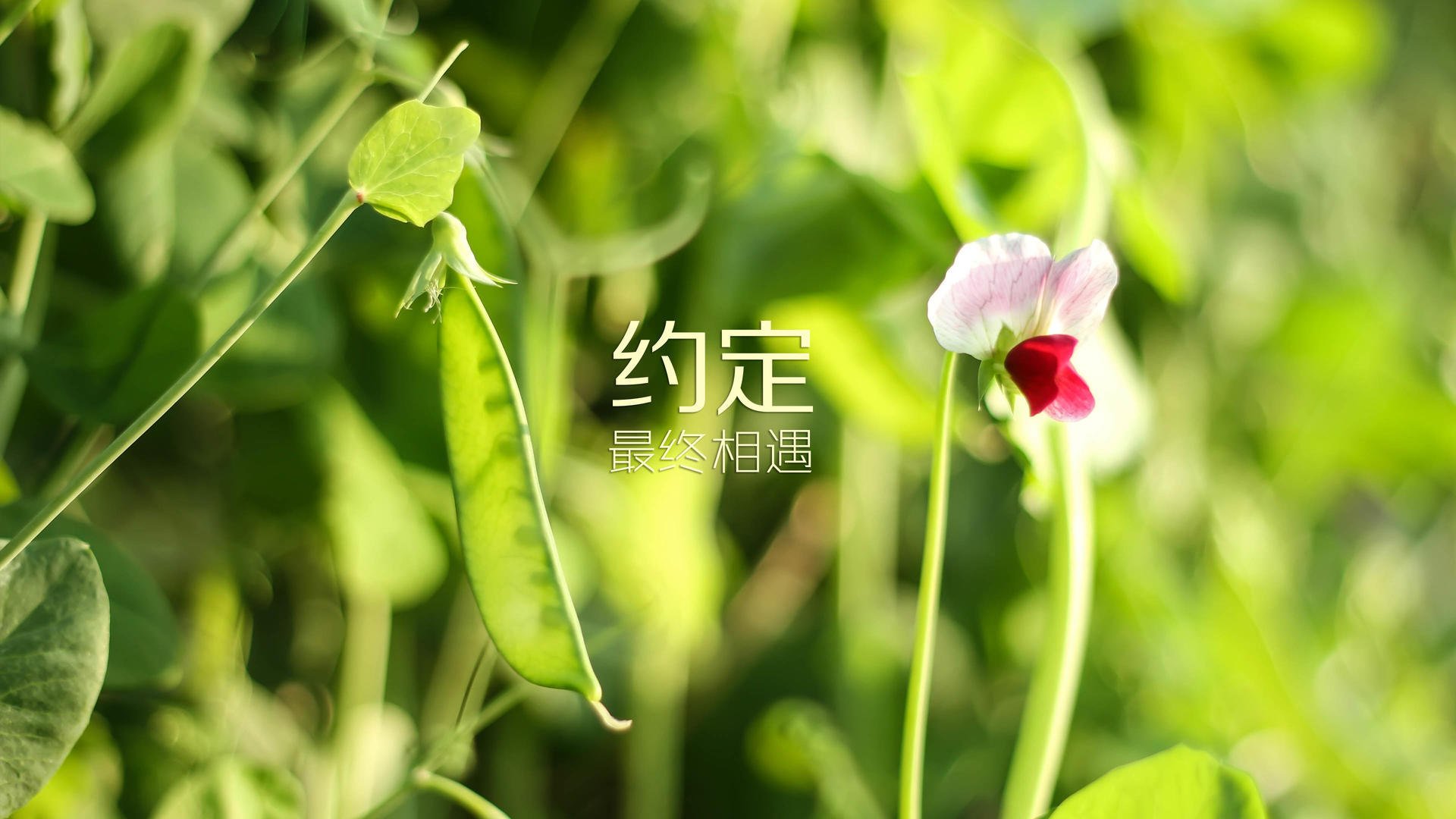 三级跳的“三步节奏:单脚跳、跨步跳、跳跃